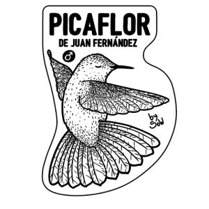 Picaflor de Juan Fernández (Macho) by SOW