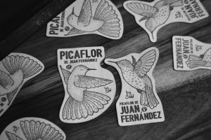 Pack Picaflor de Juan Fernández (Macho + Hembra) by SOW