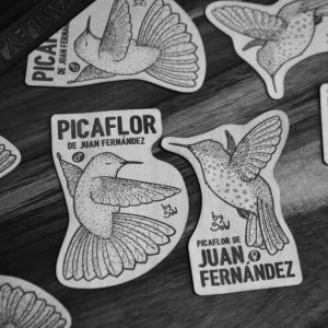 Pack Picaflor de Juan Fernández (Macho + Hembra) by SOW